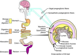 Gastrointestinal Drugs Market