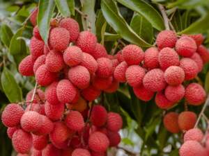 Litchi's Health Benefits