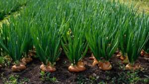 Onion Farming