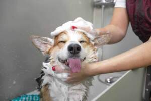 Pet Grooming Products Market