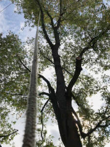 Tree Trimming